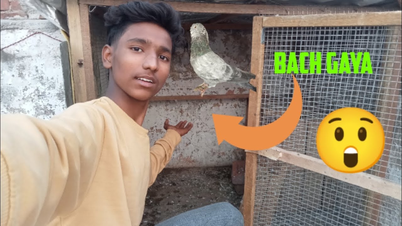 Naya Kabutar Bach Gaya 😲 