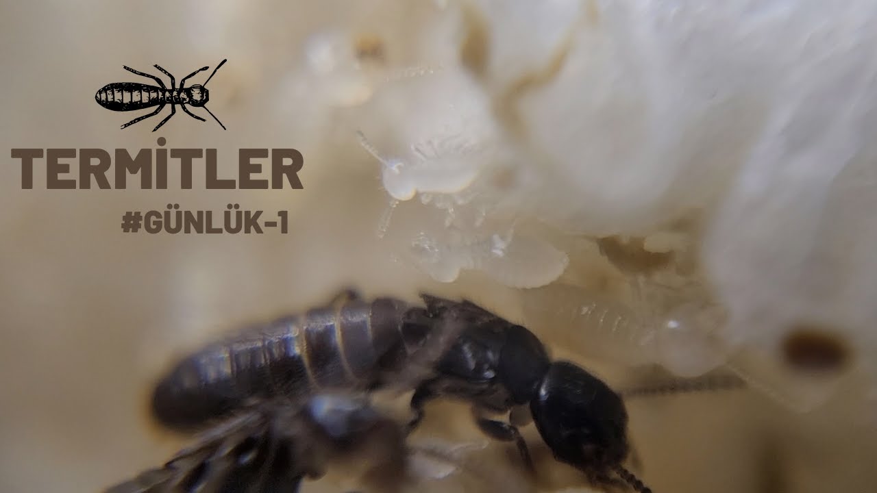 TERMİTLER - #günlük 1 (+10 işçi Reticulitermes)