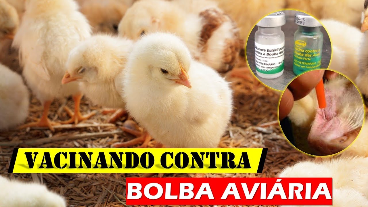 Como fazer a vacinação contra a doença de bouba aviária