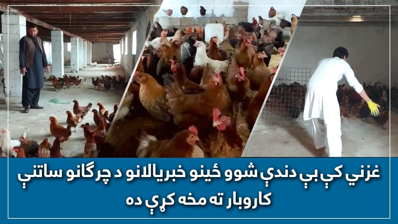 غزني کې بې دندې شوو ځینو خبریالانو د چرګانو ساتنې کاروبار ته مخه کړې ده