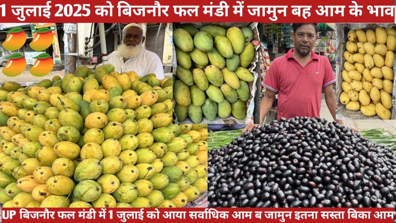 1 जुलाई 2025 बिजनौर फल मंडी में जामुन बह आम का भाव | 🥭🥭 mango price today in bijnor fal mandi