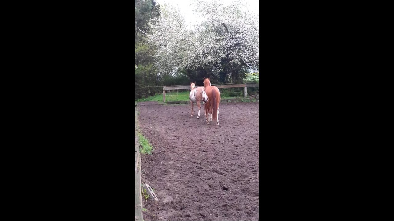 Leos Mr Blue Max - Paint Horse Stallion