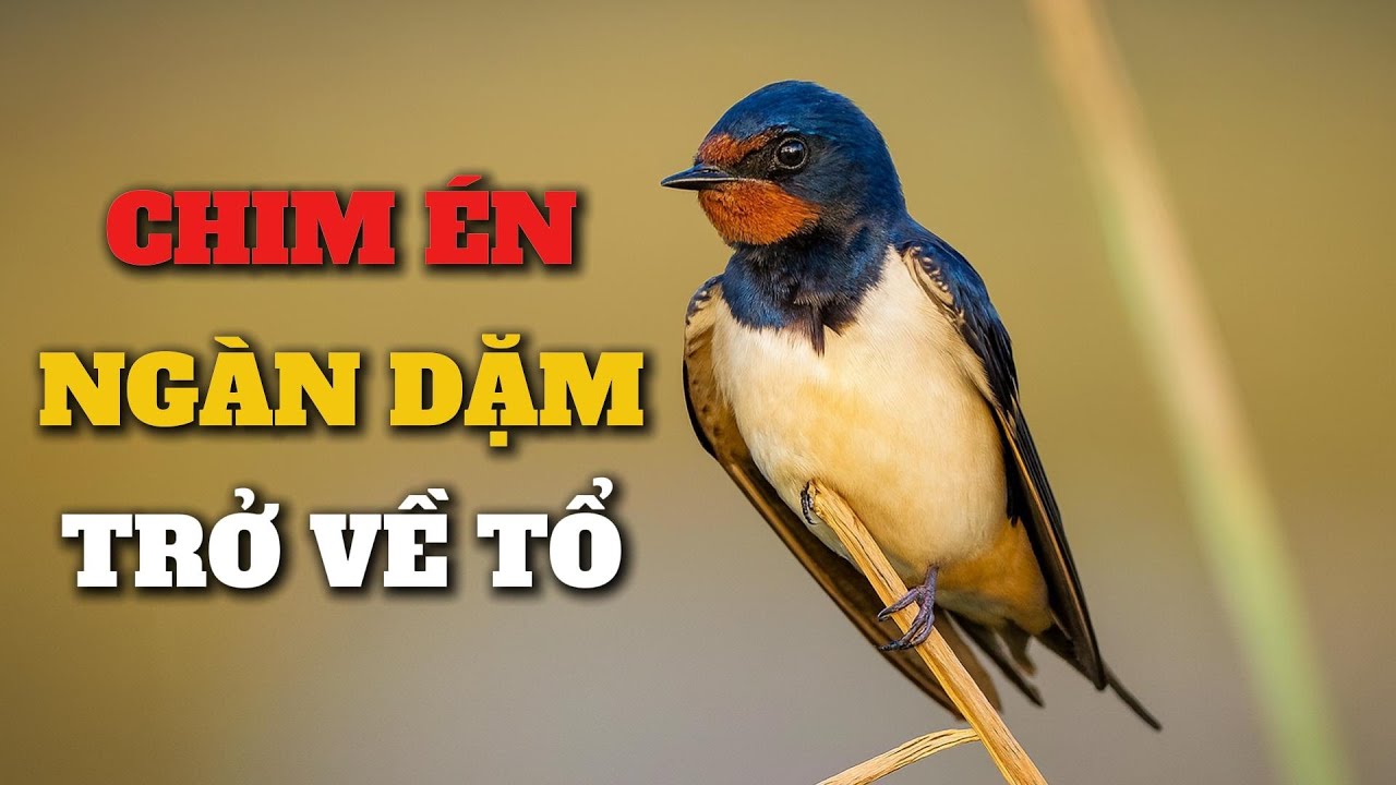 Hành trình vượt 12000km | Cuộc di cư dài nhất trong thế giới động vật