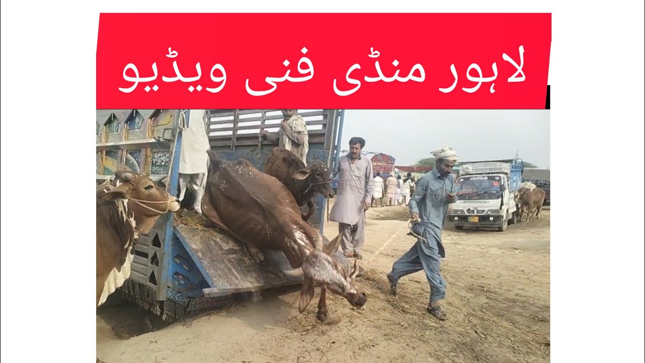 unloading buffalo And cow in unique way #lahoremandi #lodanmandi