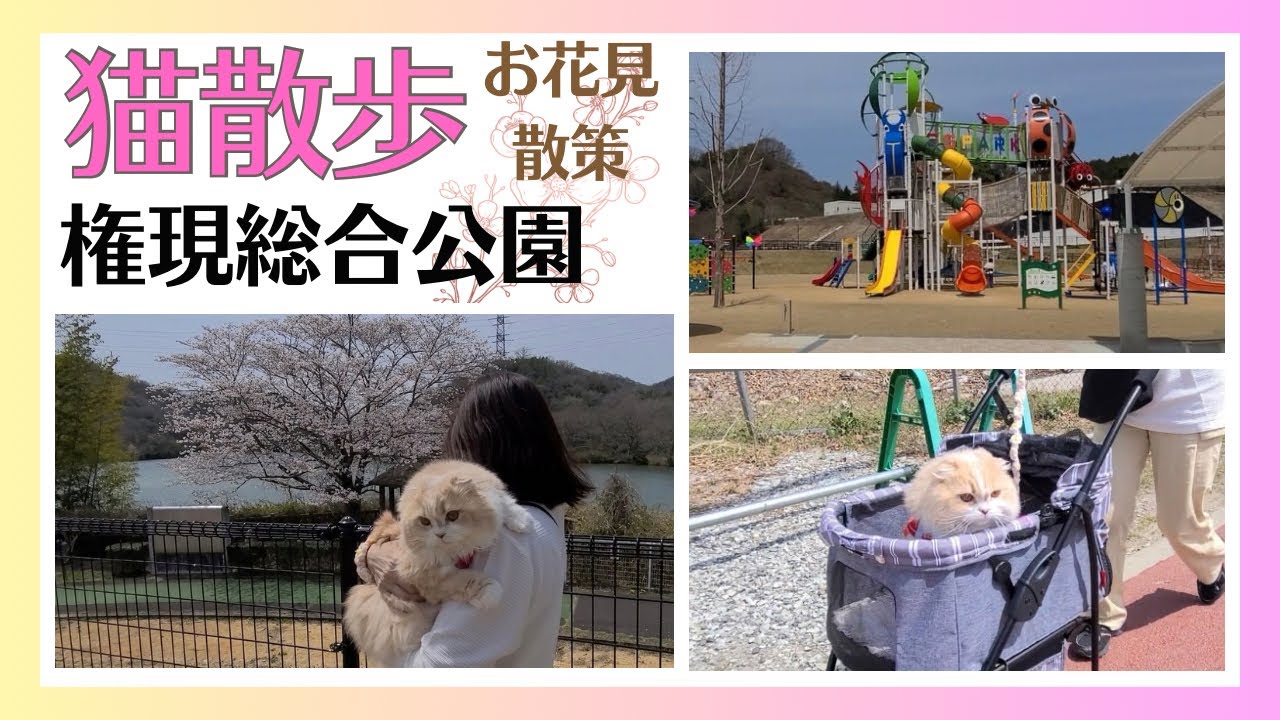 【猫散歩】猫とお花見/兵庫旅/権現総合公園を散策/権現湖パーキングエリアハイウェイオアシス/権現ダム/スコティッシュフォールド/Cherry Blossom Viewing