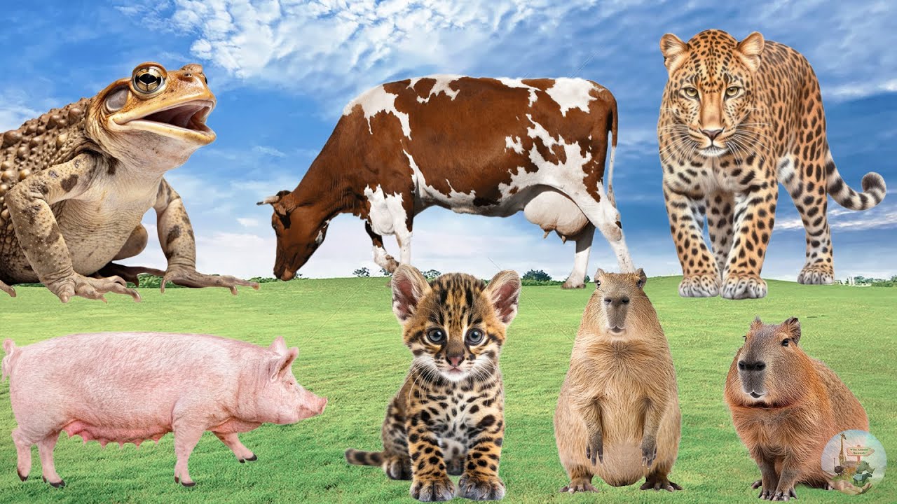Farm Animal Sounds: Capybara, Boar, Leopard, Seahorse, Toad, Whale - Animal Universe