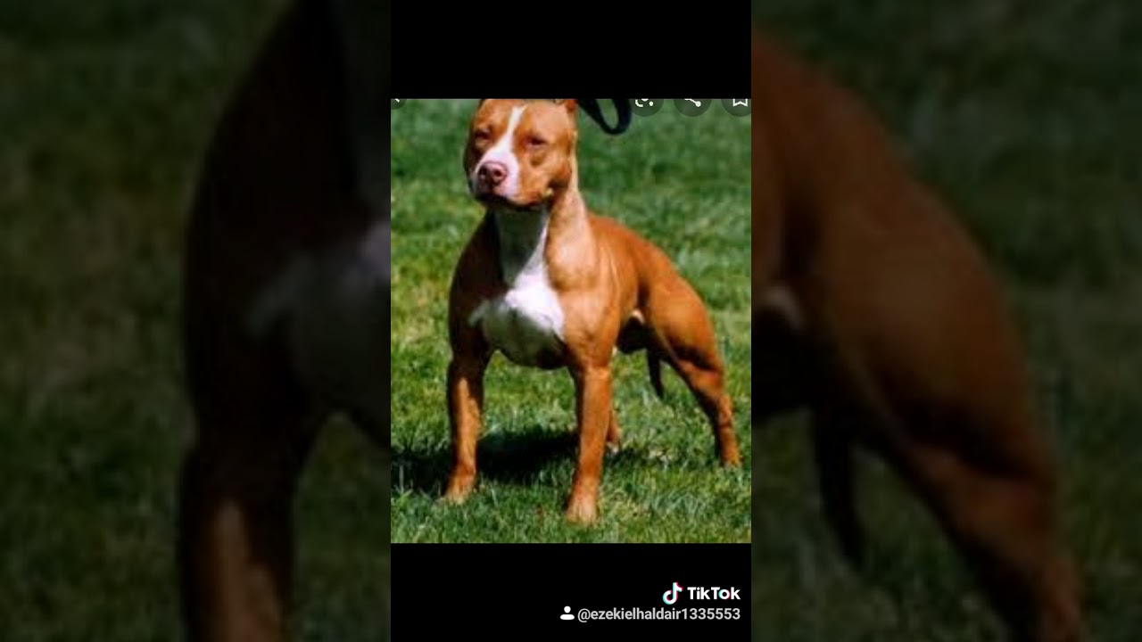 El millo
