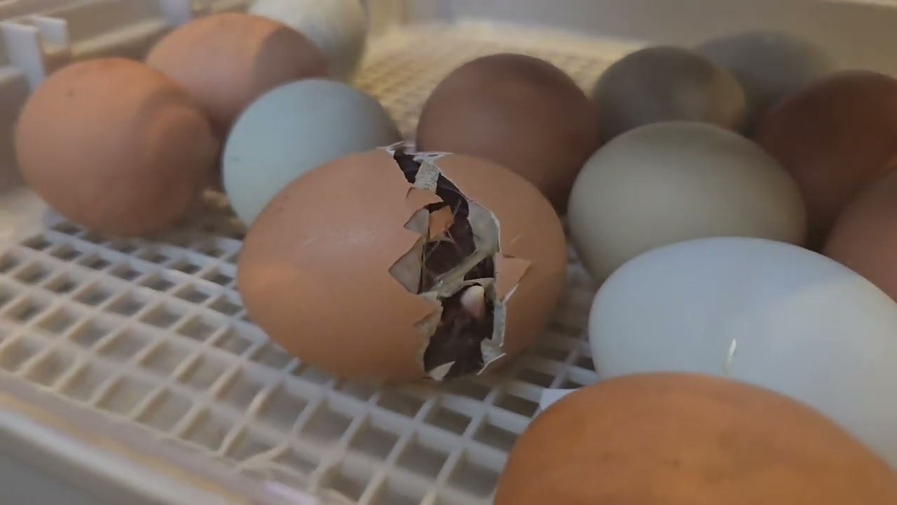 Chick #2 Hatching - Lightning
