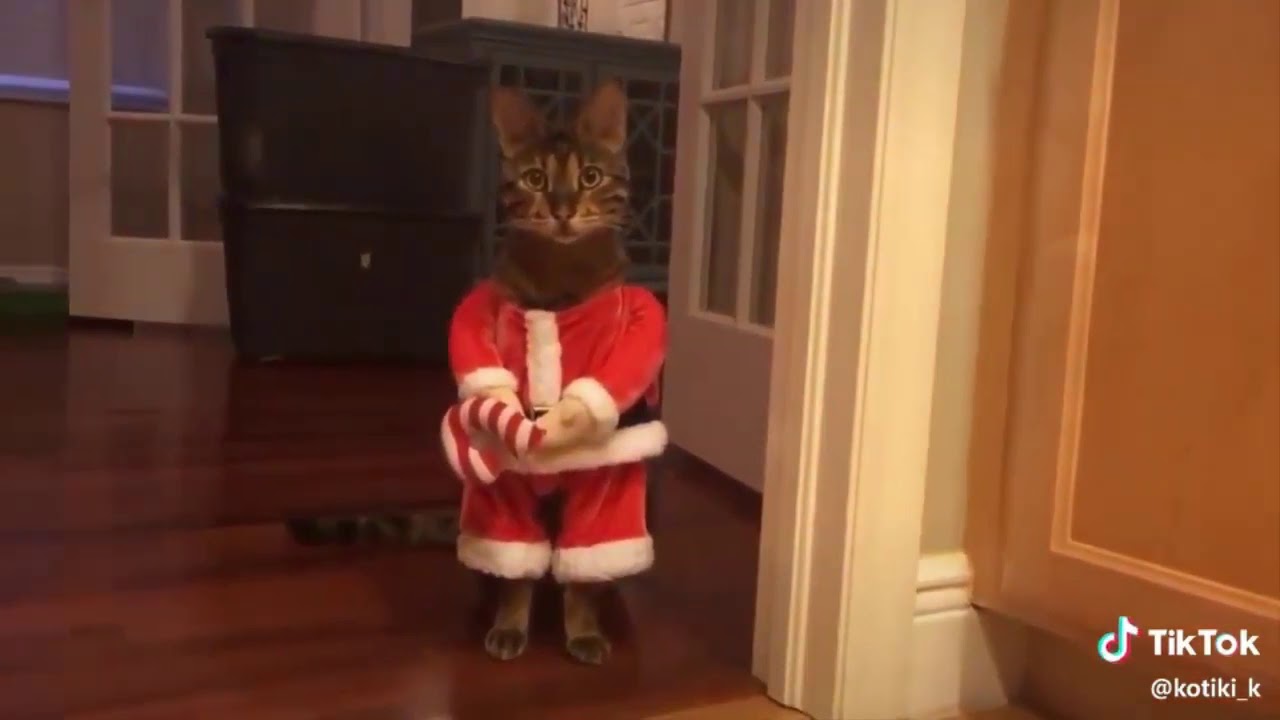 FUNNY CATS CATS CATS😂Jokes with cats FUNNY CATS 2020