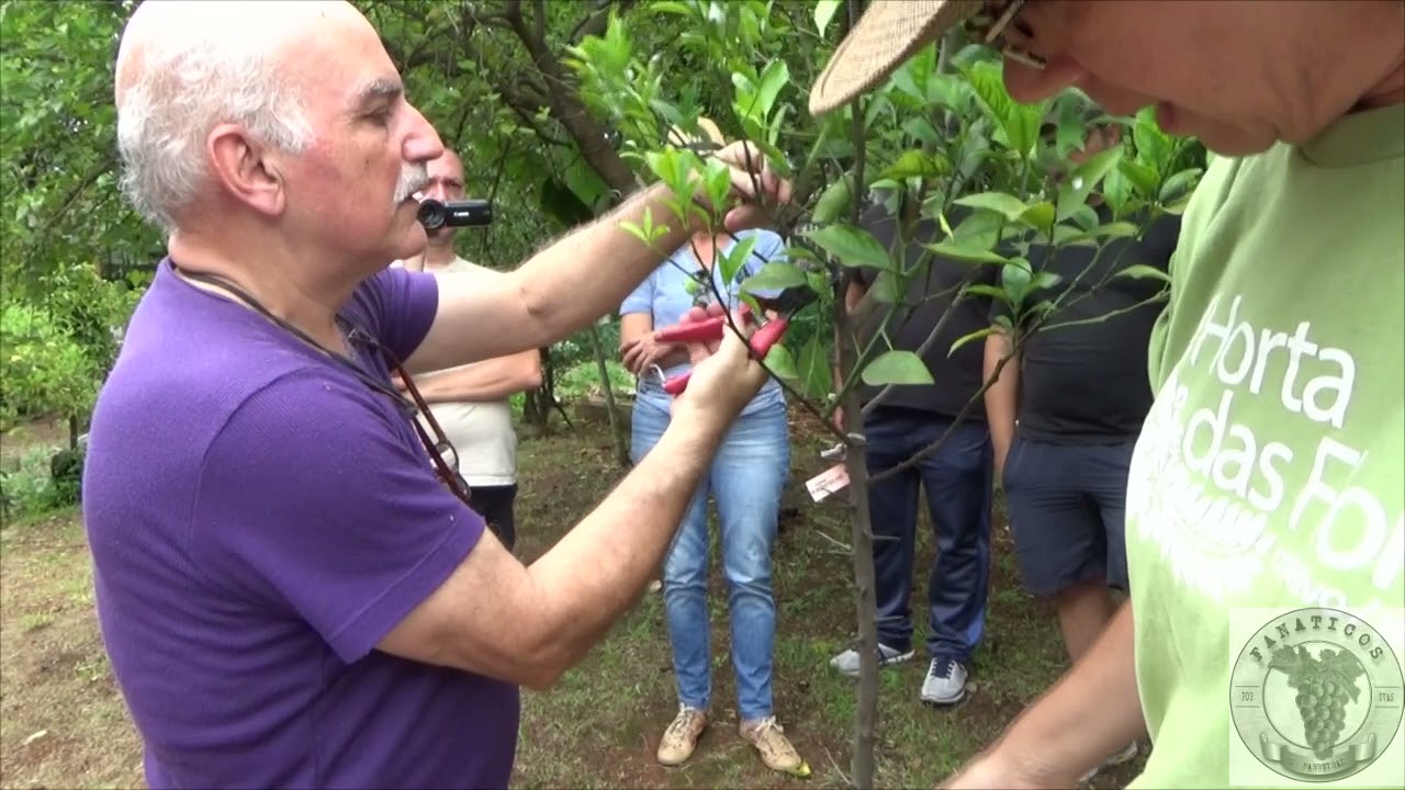 1405  ) –  PODA DE CITRUS – HORTA DAS FLORES  - SP SP