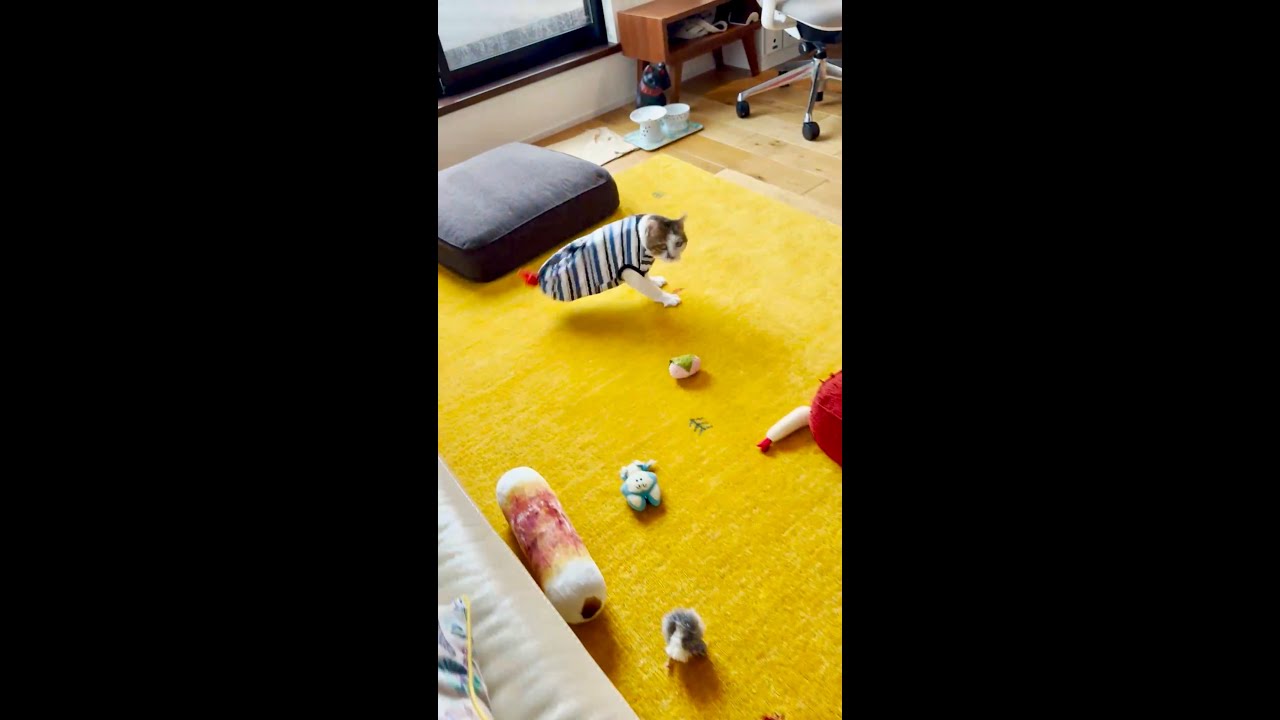 朗報！すごく甘えたい時の必殺技「エースの舞」をちゃんと撮影できました！