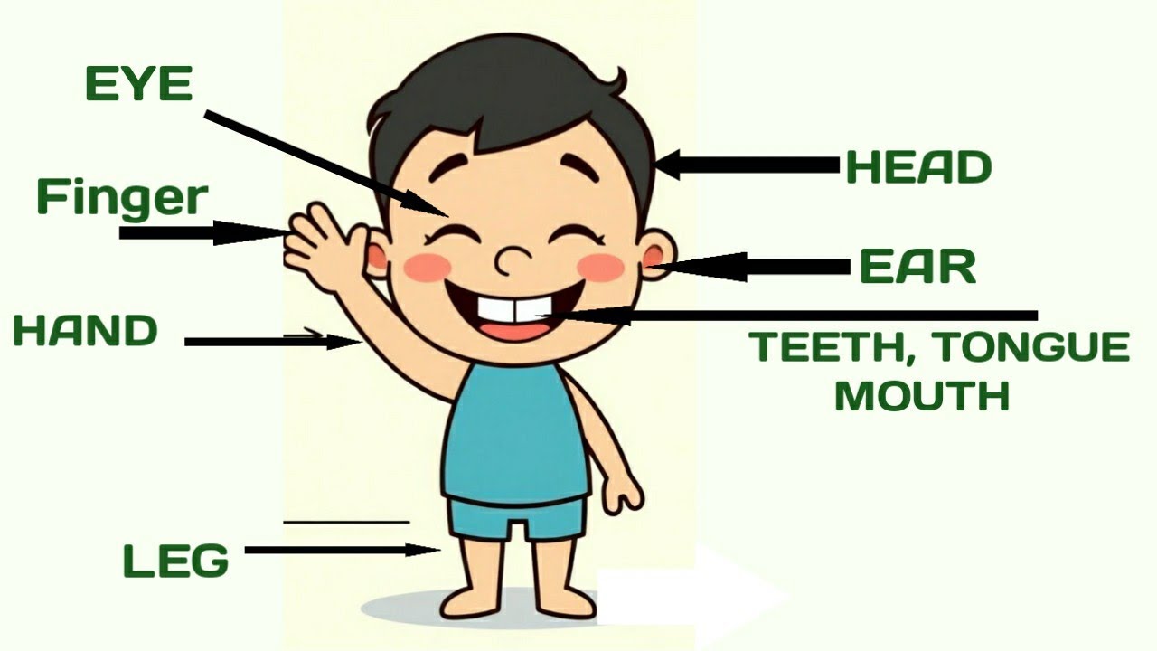 Learn Body Parts for kids | Eye Ear Nose & More | Nursery Kids  Education | KidStory Gadekar 