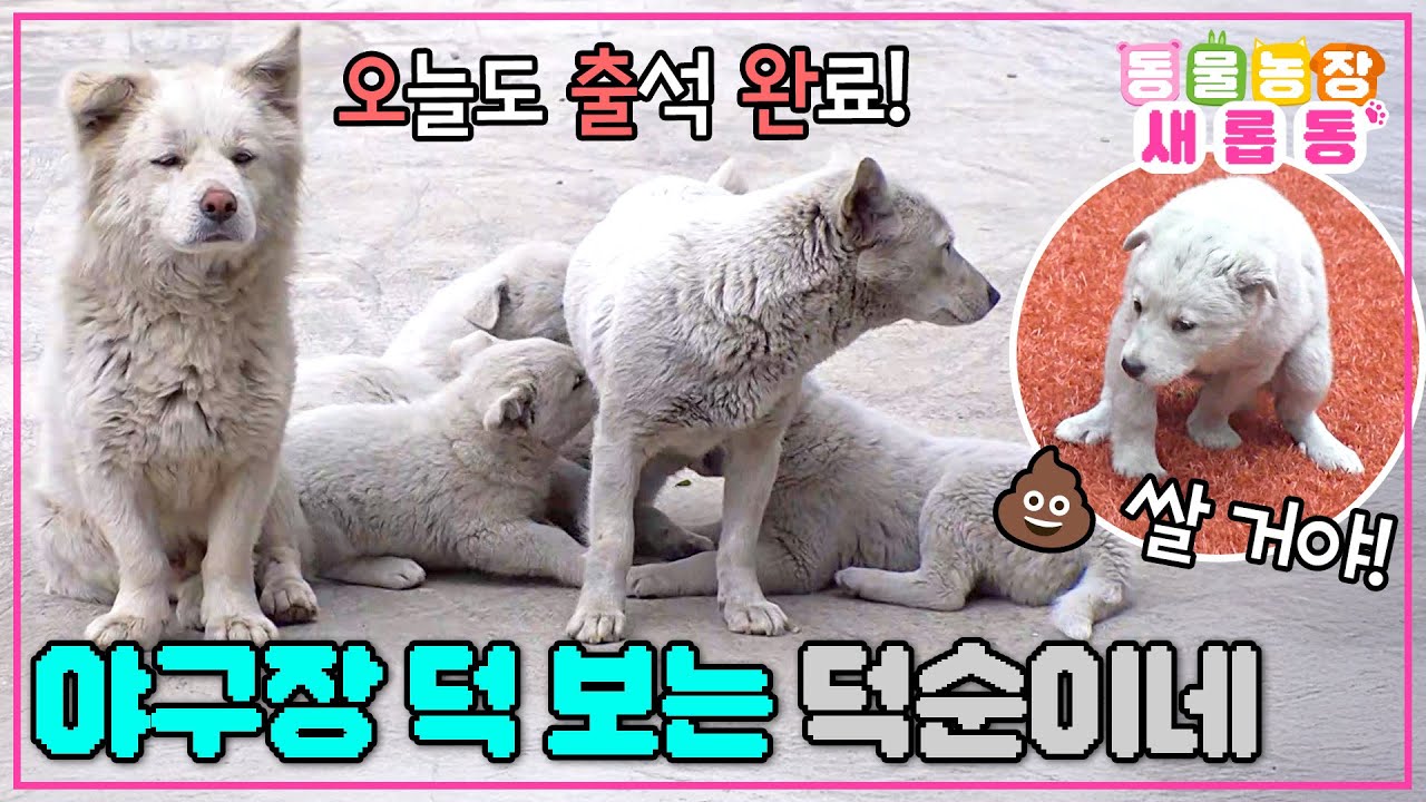 [#새롭동물농장] 넝쿨째 굴러들어 온 덕순이네 대가족😮 야구장을 키즈 카페로 만든 회색빛깔 매력의 덕순이네🩶 / EP.1221 #TV동물농장 #AnimalFarm #SBSstory