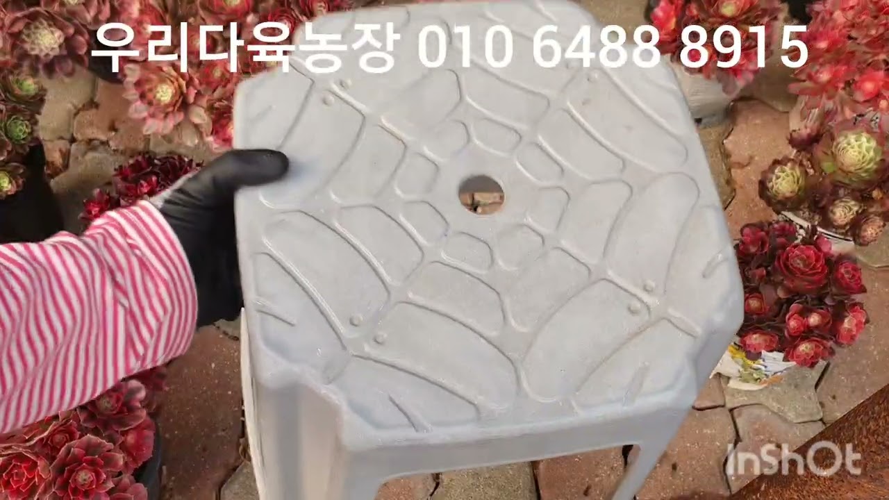 이쁜 다육이들~