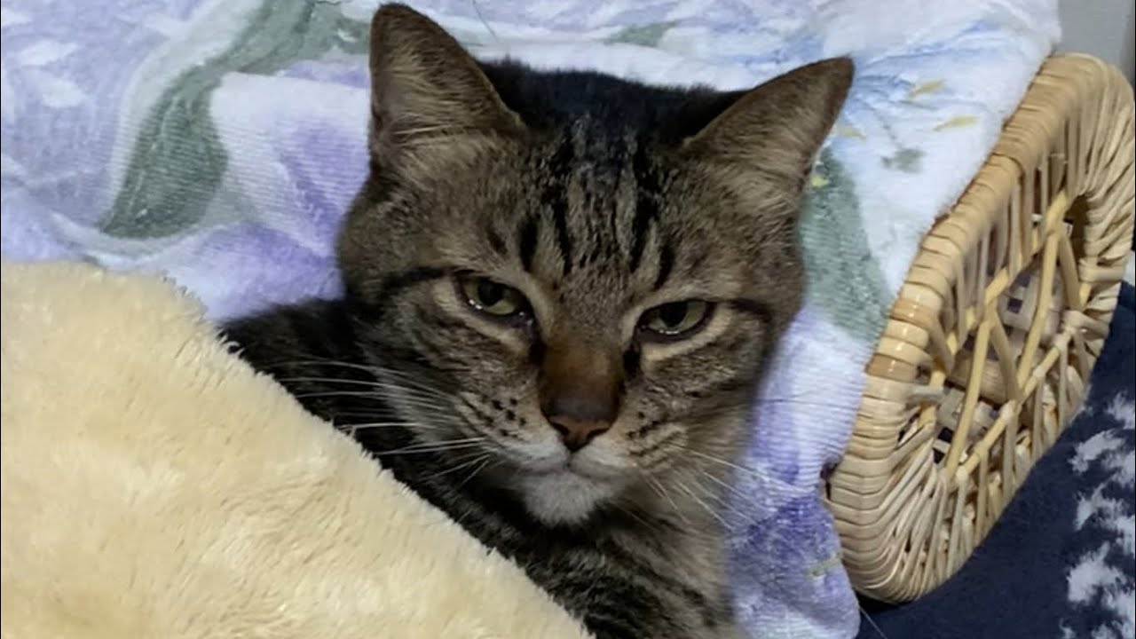 【猫】お布団あたためました