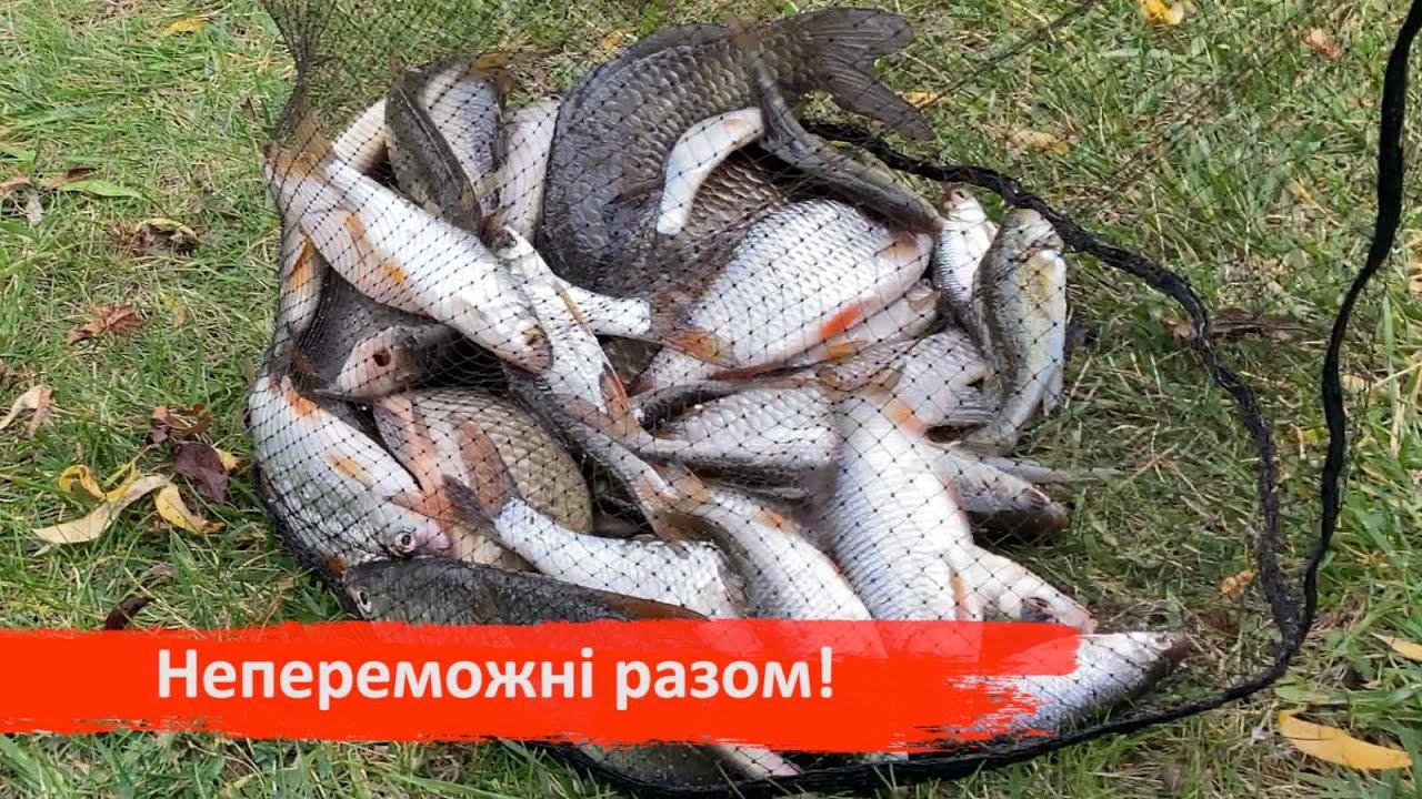 КОРОП ТА КАРАСЬ ОСІНЬ 2022/ЗМАГАННЯ НА САМАРІ/ДОПОМОГА ЗСУ