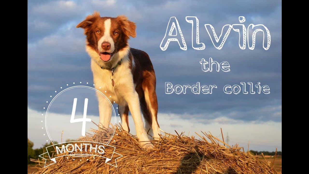 Alvin brown od Dobré pohody - Border collie puppy [4 months]