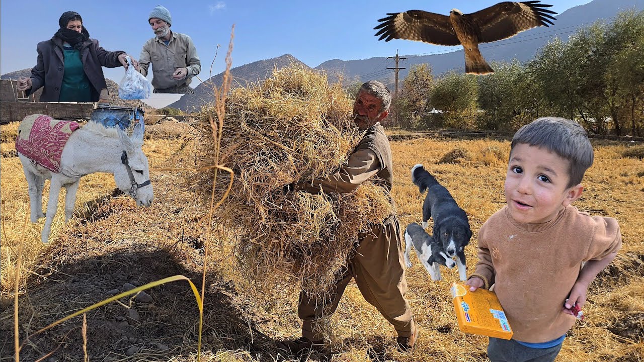 Jahangir returns to his mountain home and brings fodder for his donkeys and sheep: Nomadic life Iran