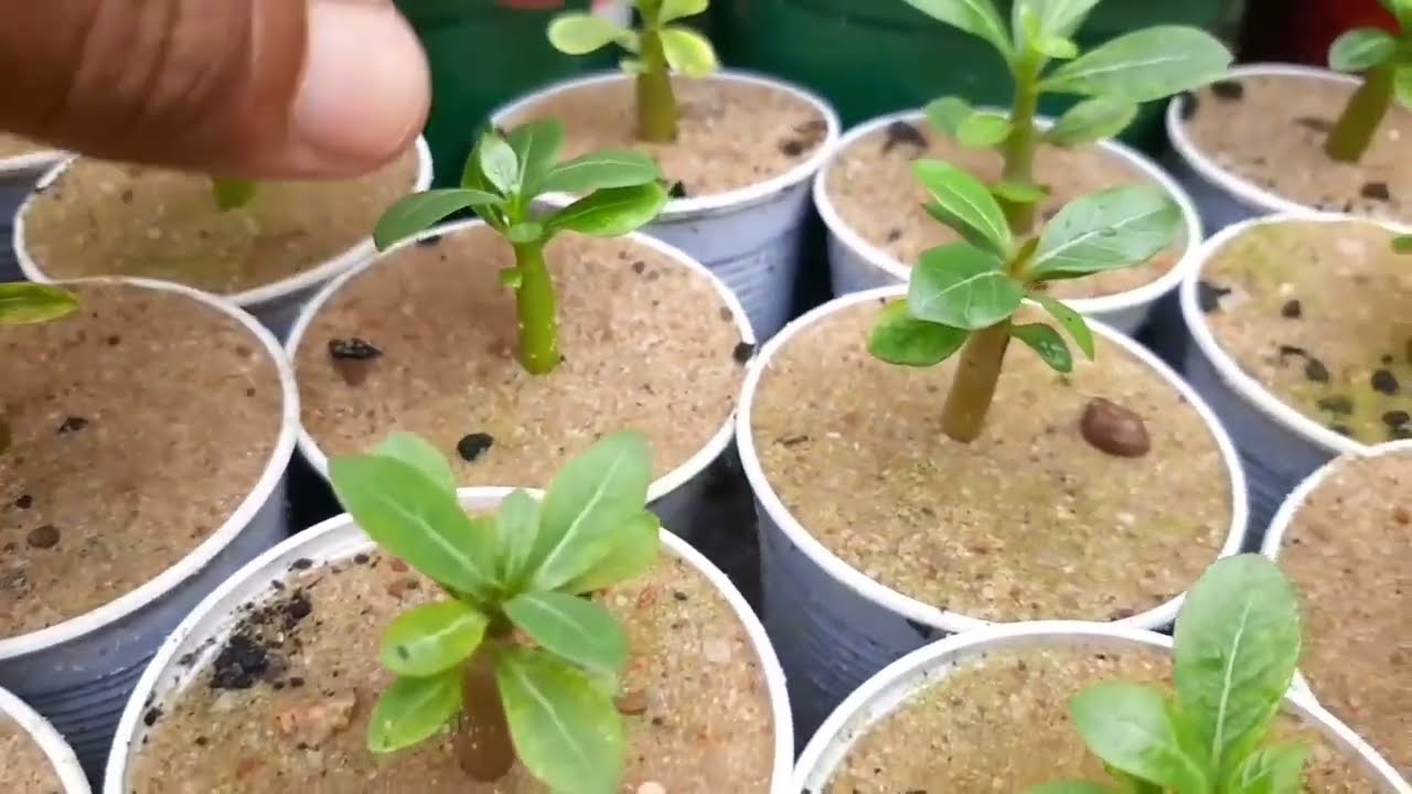Substrato de graça para rosa do deserto 100% Natural 