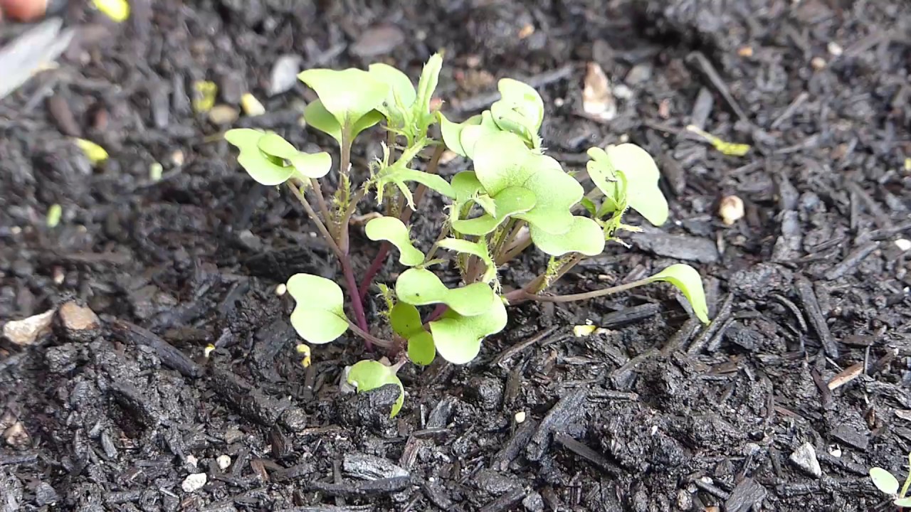 The BEST way to THIN SEEDLINGS!