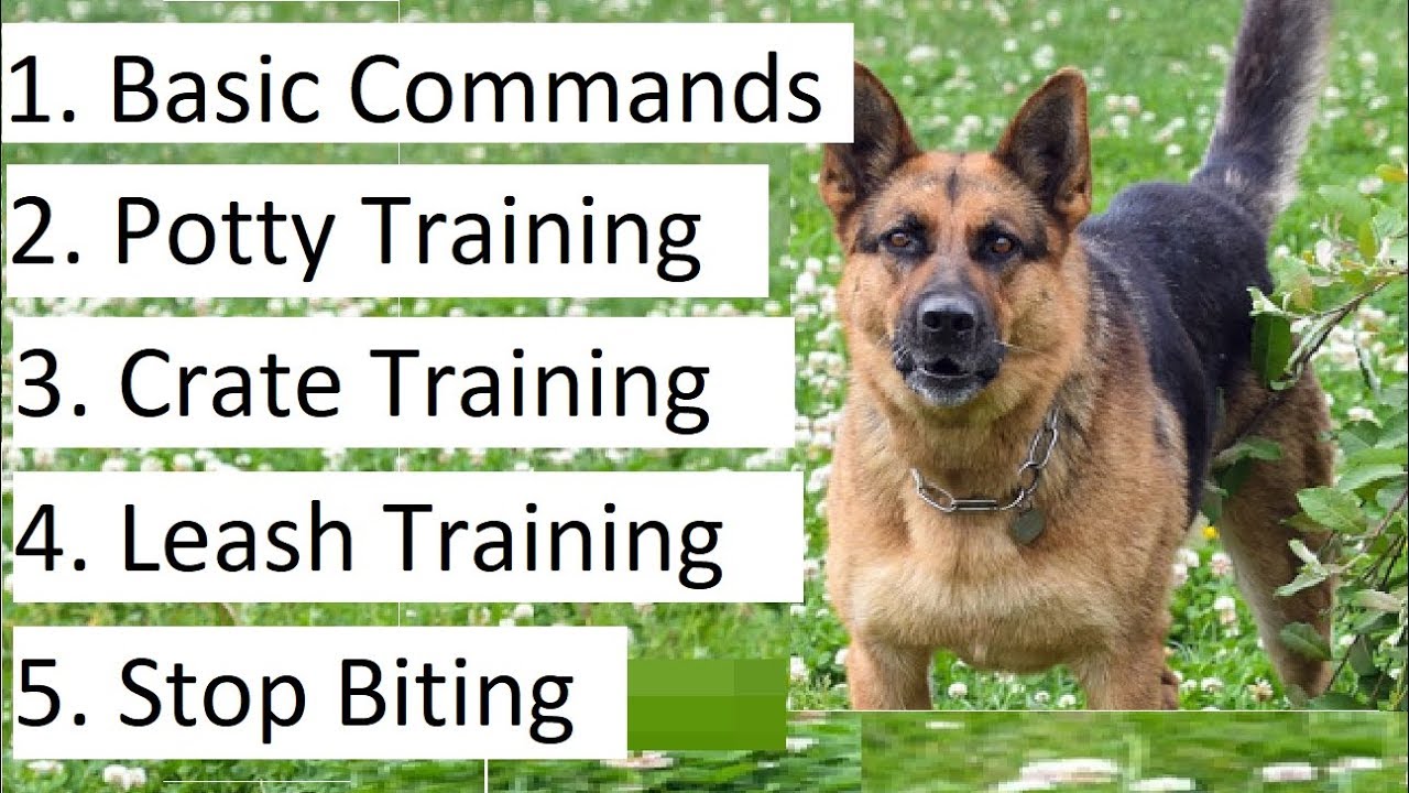 How to Train a German Shepherd Puppy - A Detailed Video on GS Training Tips