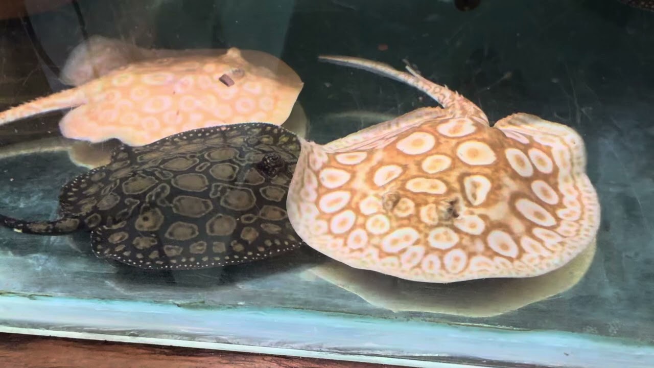 Albino black diamond hybrid stingray and snow leopard pearl stingrays, hybrid collection in Canada
