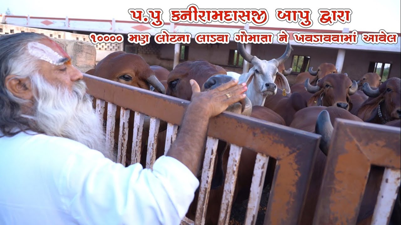 || પ.પુ કનીરામદાસજી બાપુ દ્વારા ૧૦૦૦૦ મણ લોટના લાડવા ગૌમાતા ને ખવડાવવામાં આવેલ ||