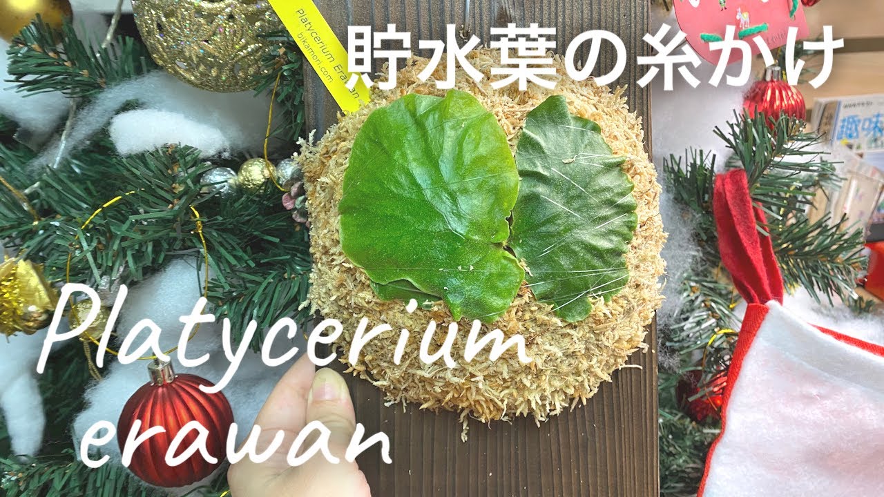 ビカクシダ　エラワン　貯水葉の糸のかけ方 Platycerium erawan 板付けのご依頼ありがとうございます😊
