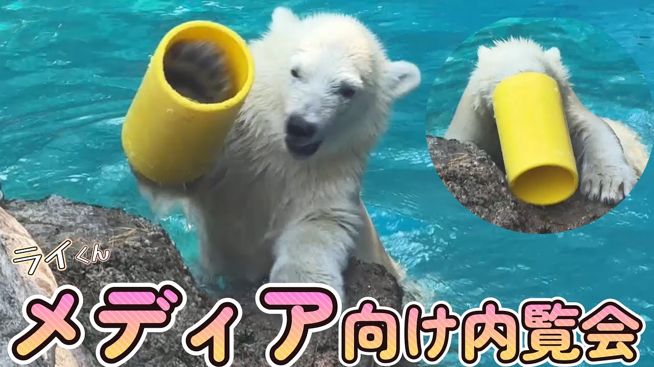 番外編 ライ（くん）登場‼【番外編】【よこはま動物園ズーラシア】【2025年】メディア向け内覧会映像です