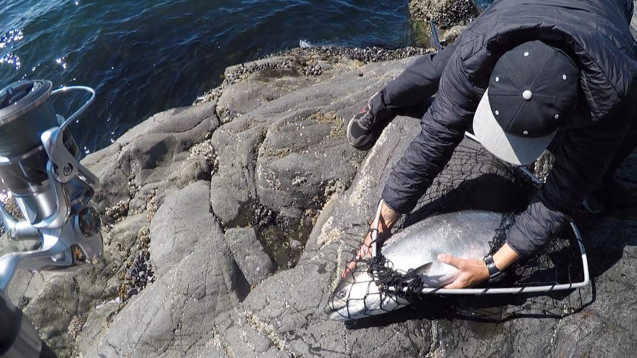 Over-Sized Chinook From Shore