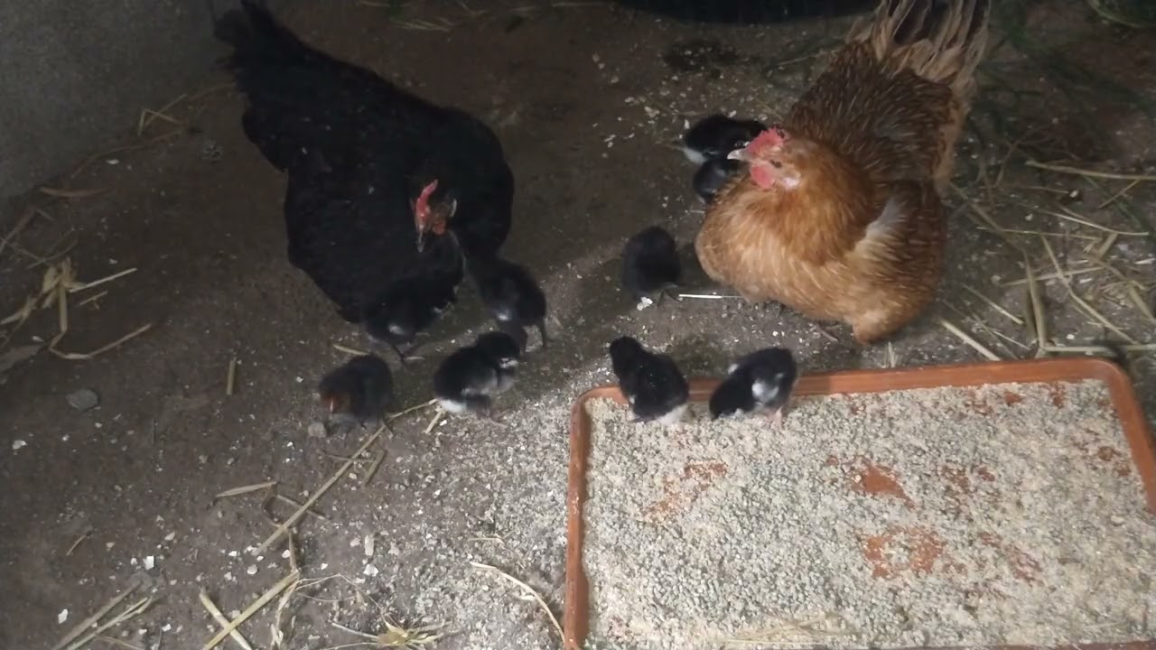 Two Loving Hens Teaching Their Chicks to Eat 🐥