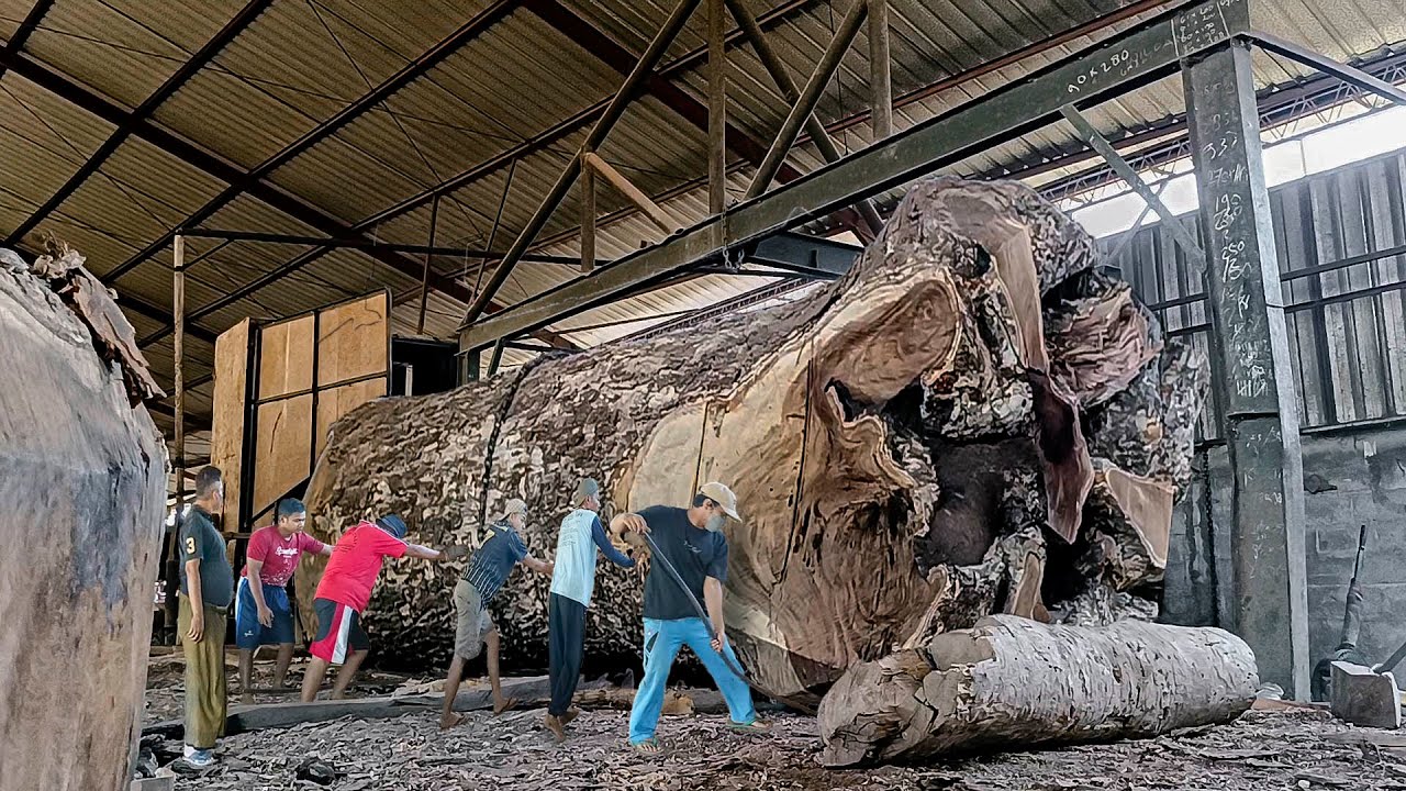 Teridentifikasi sebagai kayu monster ! Kayu trembesi dari bone dibandrol 600jt' digergaji I Sawmill