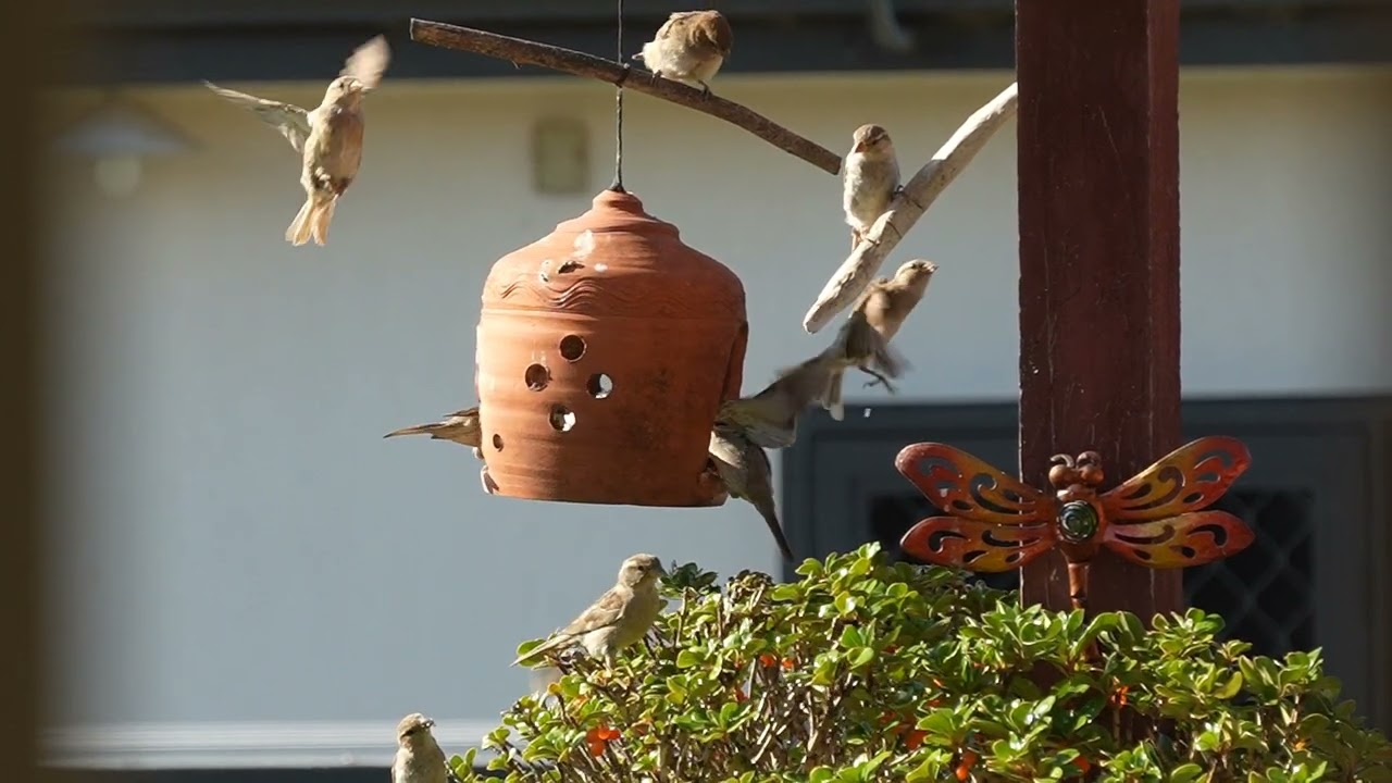 2026-02-11 Birds in Slow Motion