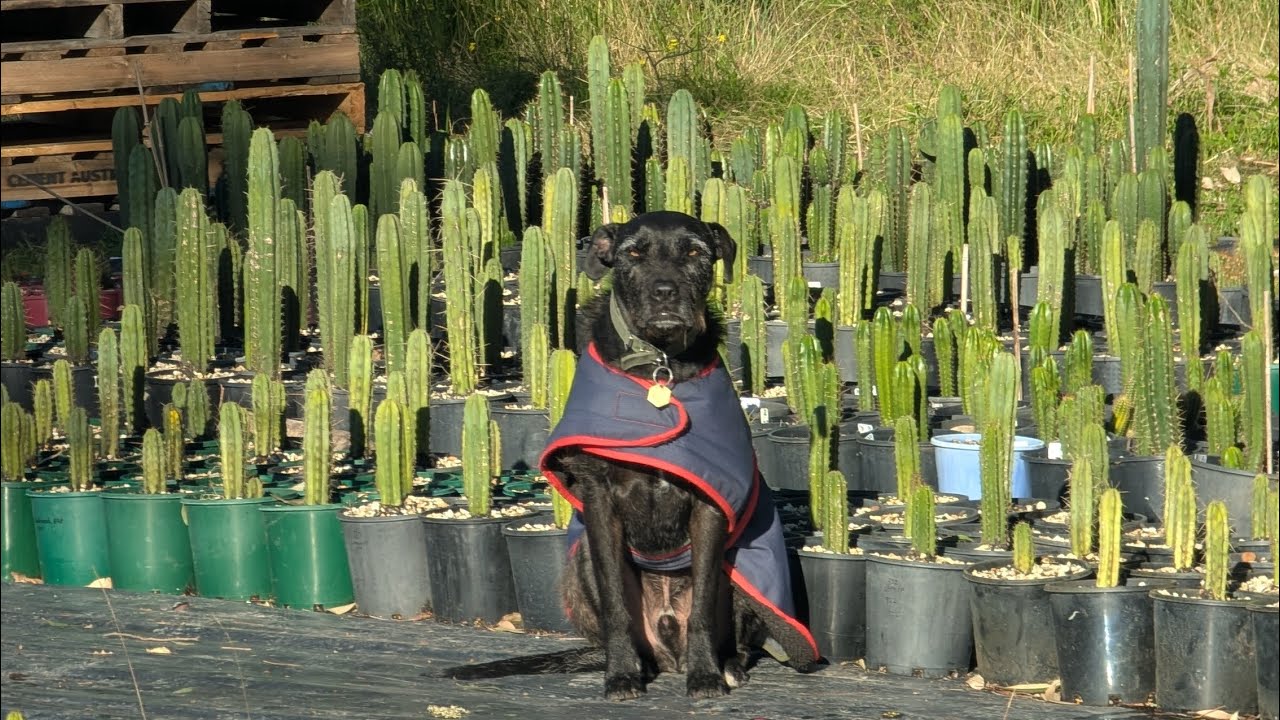 Trichocereus potting mix and seedlings