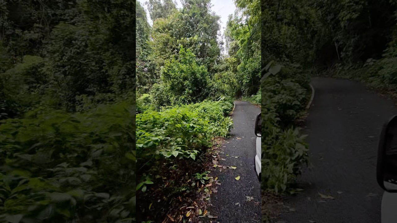 Gavi forest