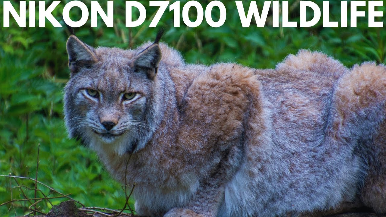 Nikon D7100 📸 Wildlife Photography - Image Quality