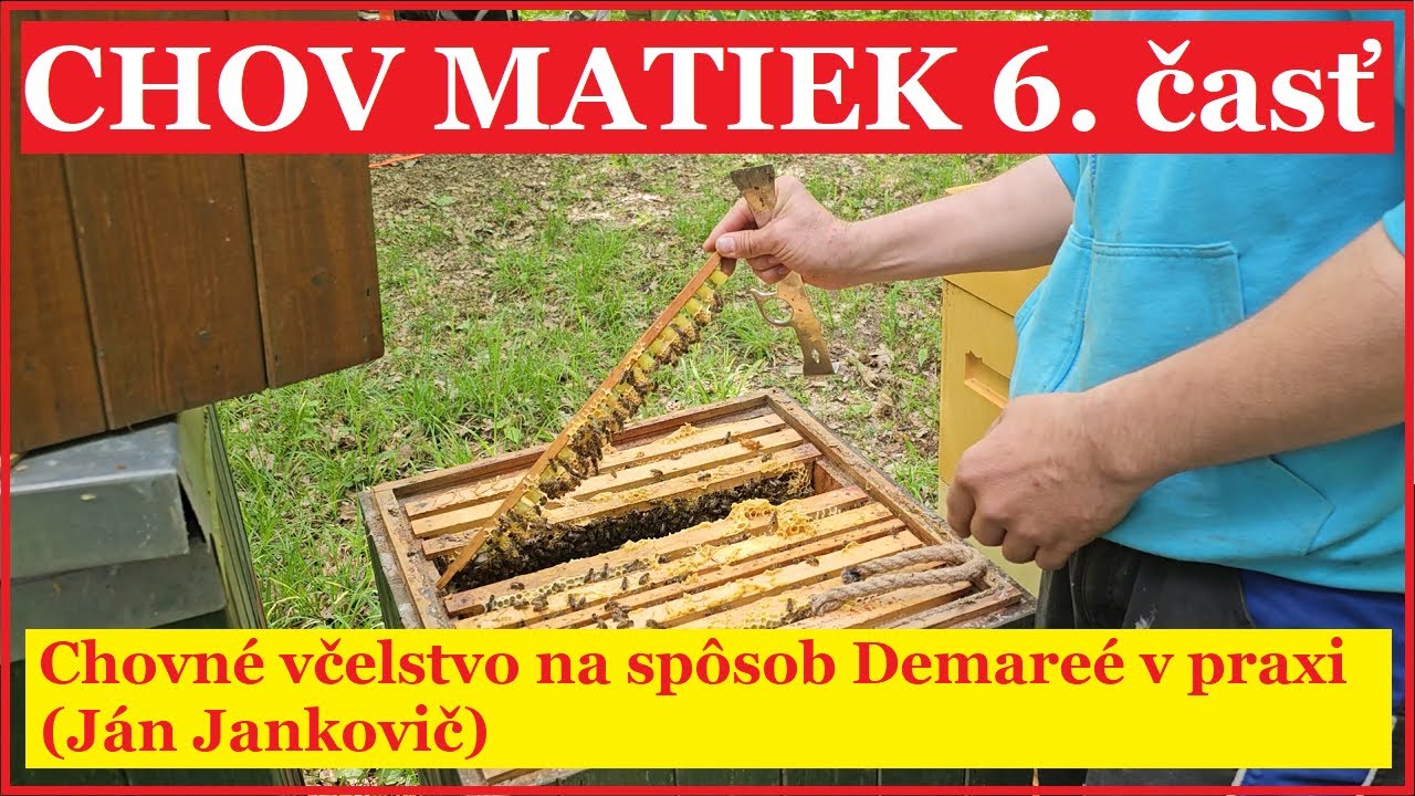 Chov matiek 6.časť:  chovné včelstvo Demareé v praxi