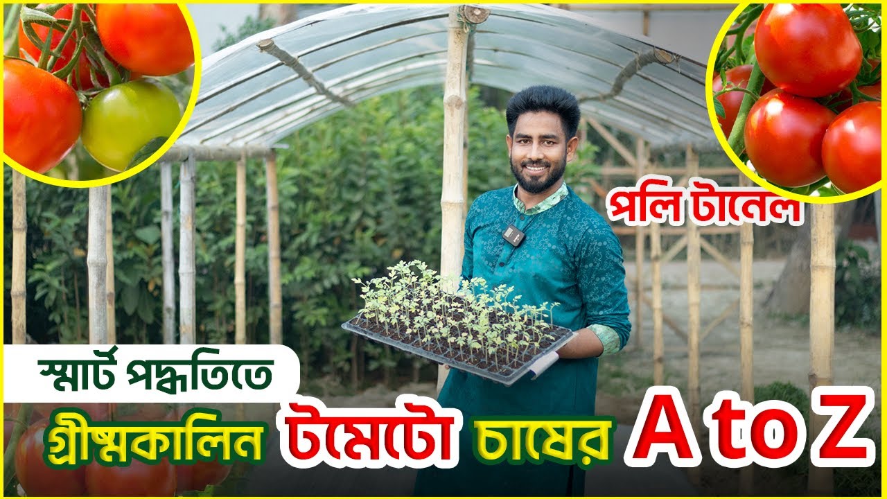 পলি টানেলে স্মার্ট পদ্ধতিতে গ্রীষ্মকালিন টমেটো চাষের A to Z  । Summer Tomato Farming