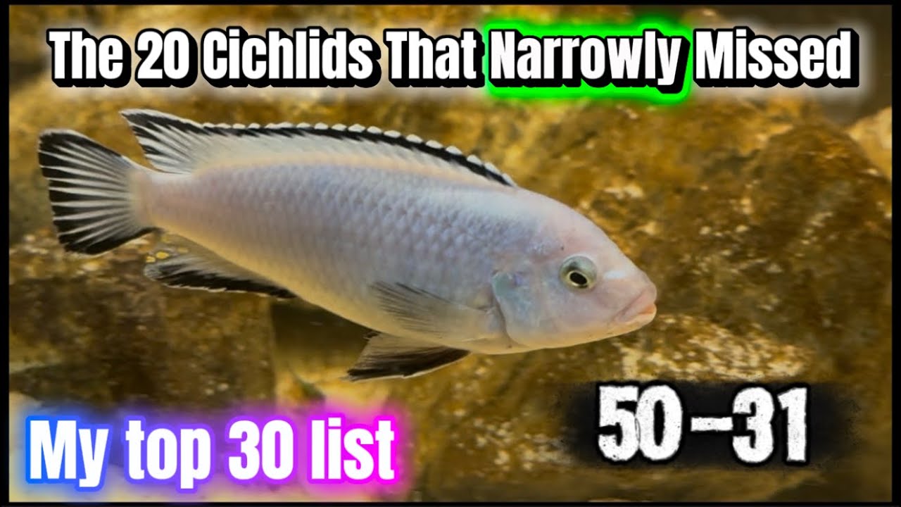 The 20 Cichlids That Narrowly Missed My Top 30 List