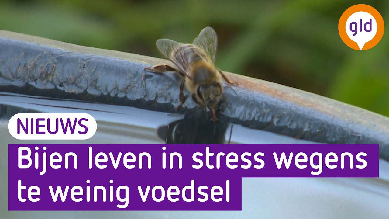 Bijen krijgen suikerwater