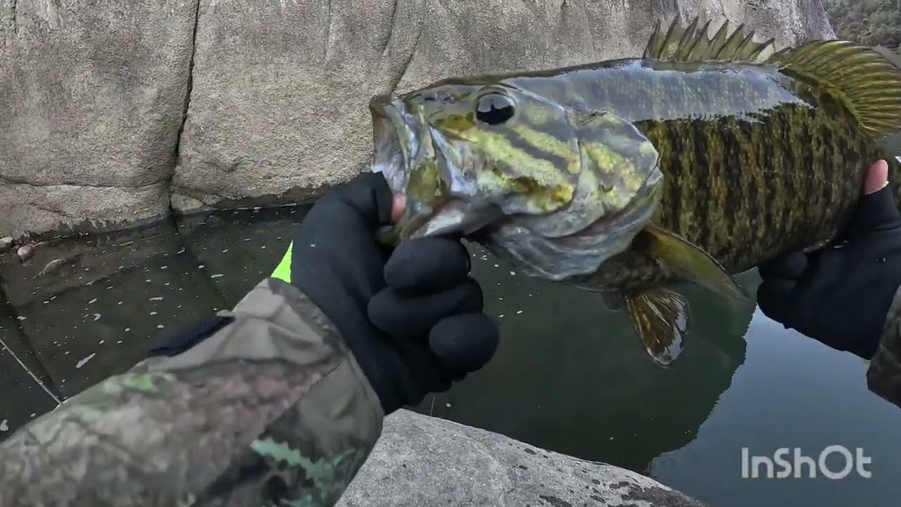 126番自然生物とバス釣り。[b.b fishing]]