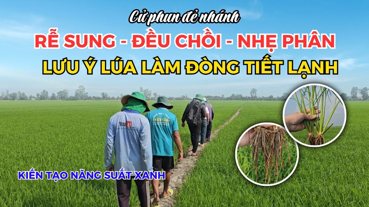 BVN - CỬ ĐẺ NHÁNH - RỄ SUNG - ĐỀU CHỒI - NHẸ PHÂN| LƯU Ý LÚA LÀM ĐÒNG TIẾT LẠNH