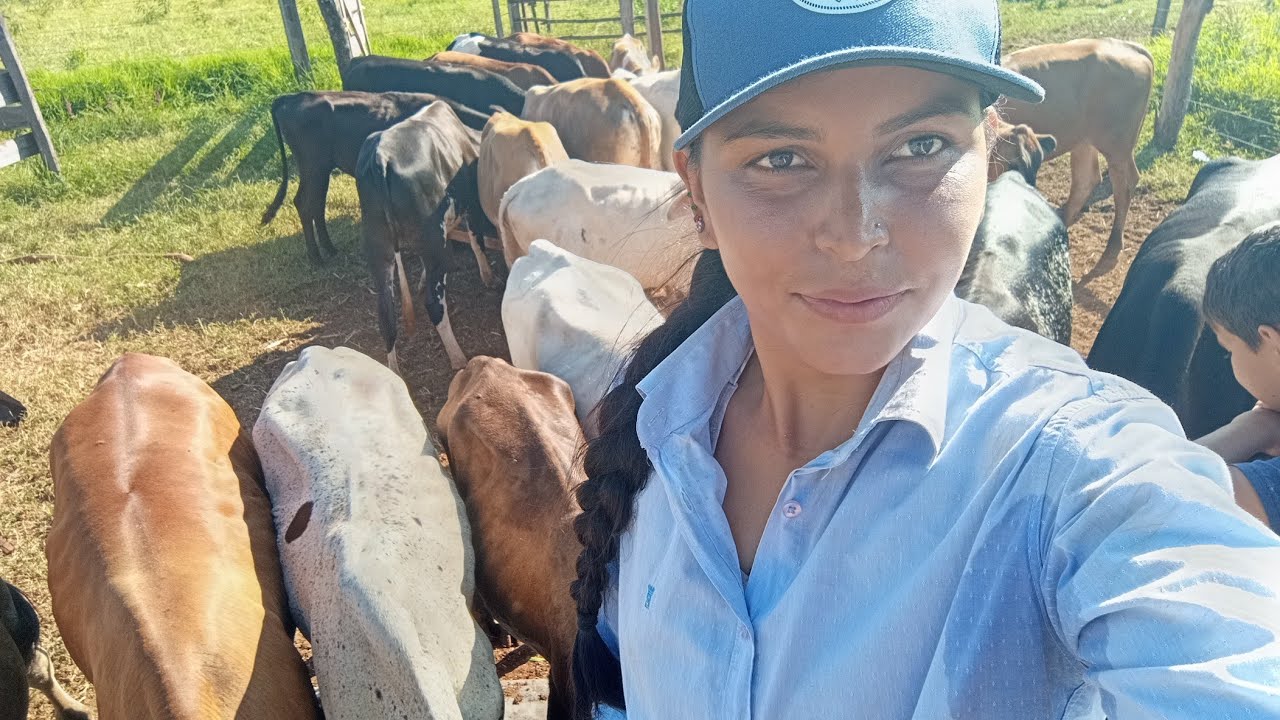 Tratando mais de 20 cabeça de gado sozinha 🙏