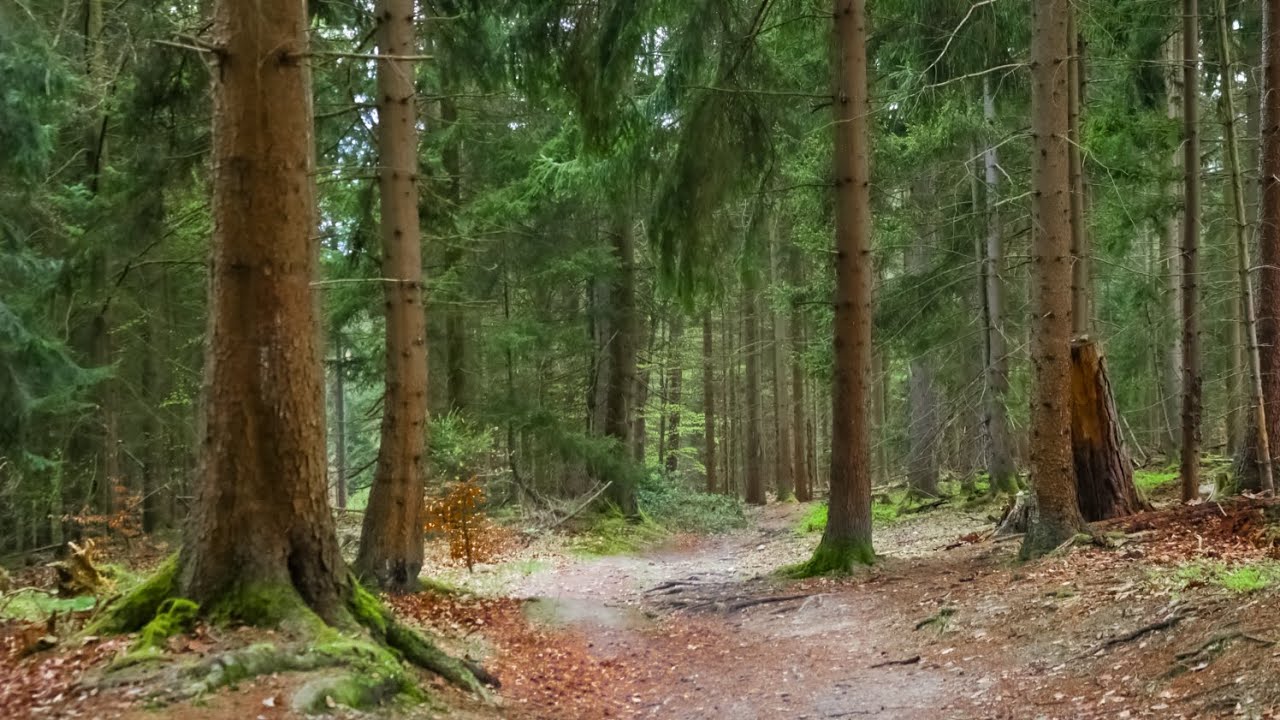 Relaxing Nature - Forest Walk |  Virtueller Waldspaziergang im Kaufunger Wald