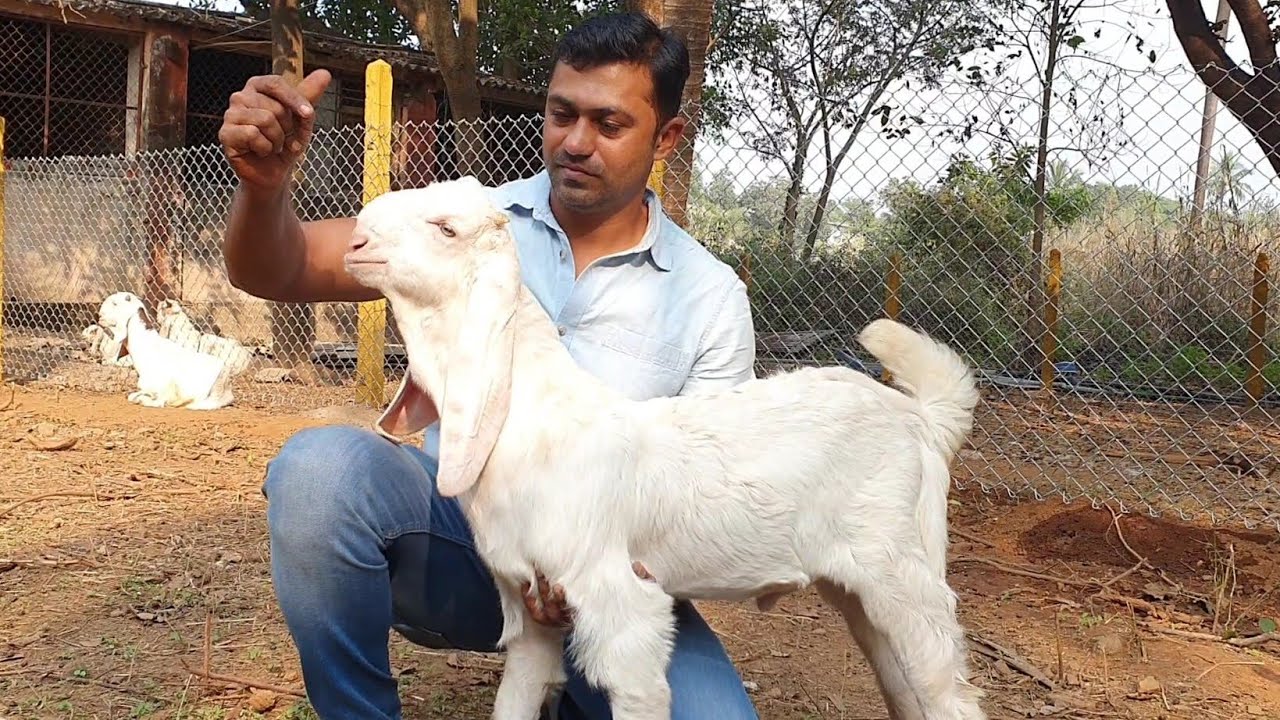 Patira Breeding Setup Of Hira Goat Farm Panvel.