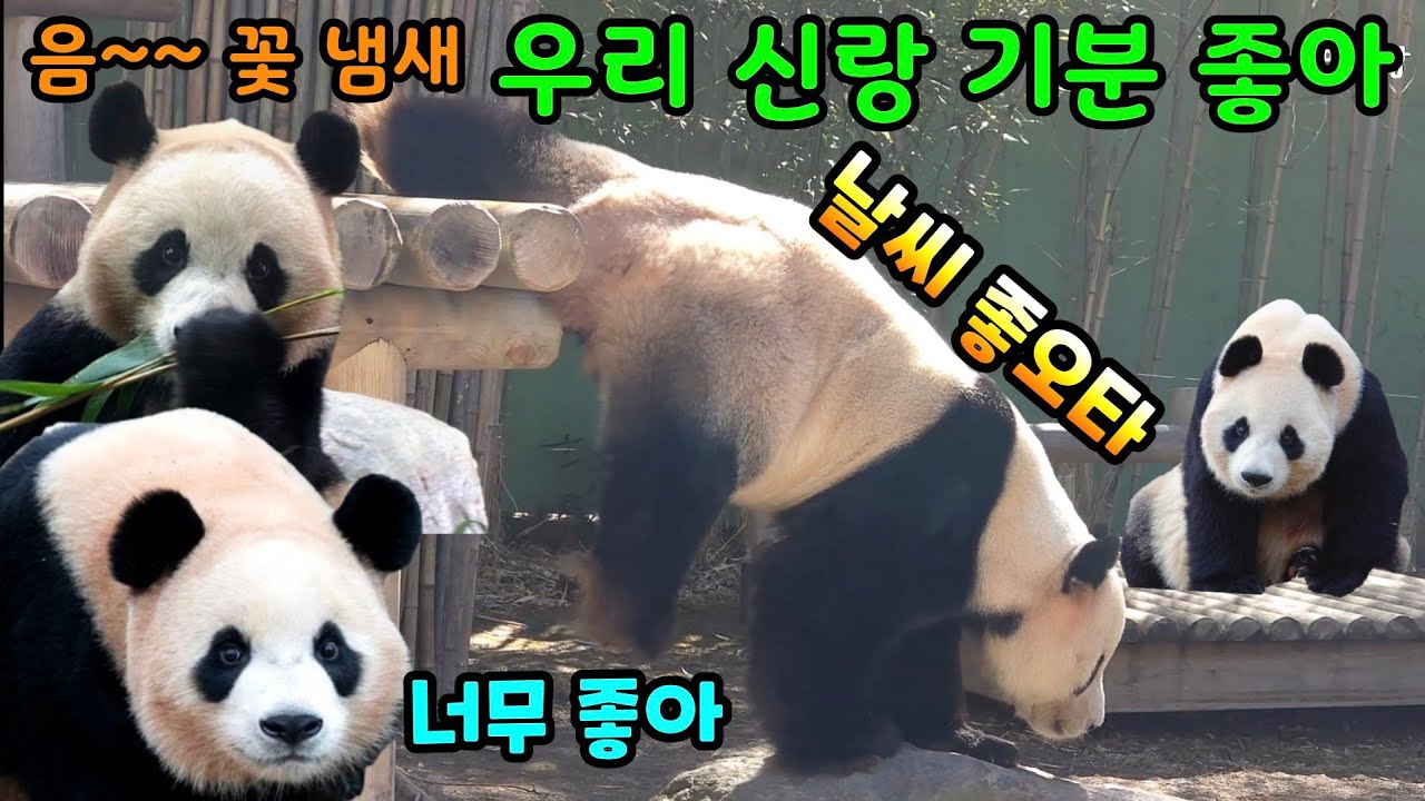 2026년 3월 4일 음~~ 꽃 냄새 우리 신랑 기분 좋아 날씨 좋다 에버랜드 판다월드 세컨하우스 