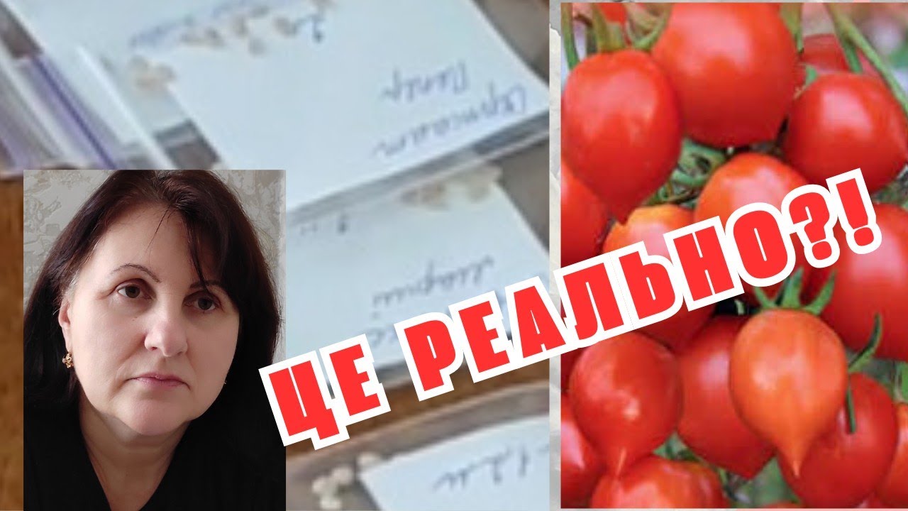СЕКРЕТНИЙ СОРТ ЗА 0 гривень: як я виграла насіння🍅, яке не купити у магазині #городництво #tomato 