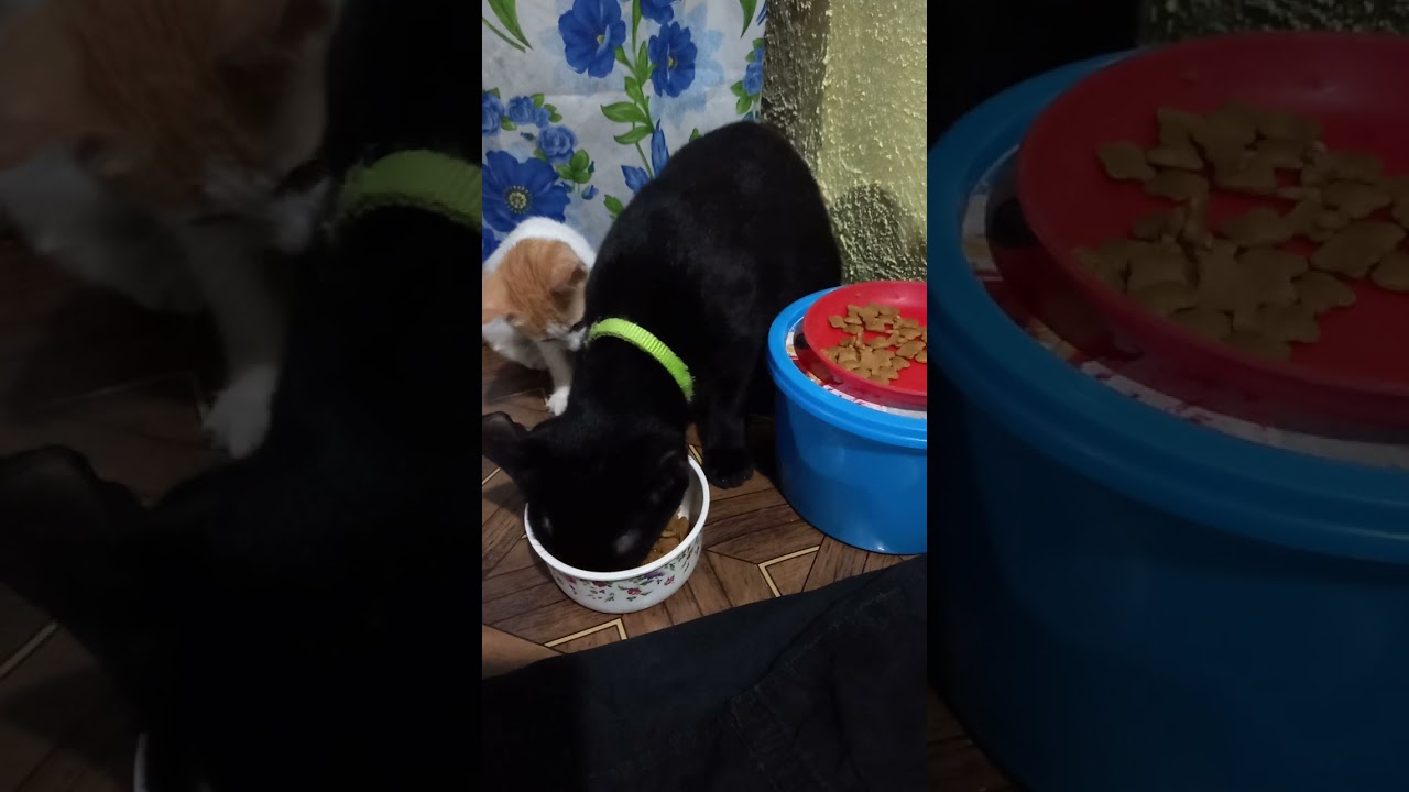 si kutengteng at si tamoneng..