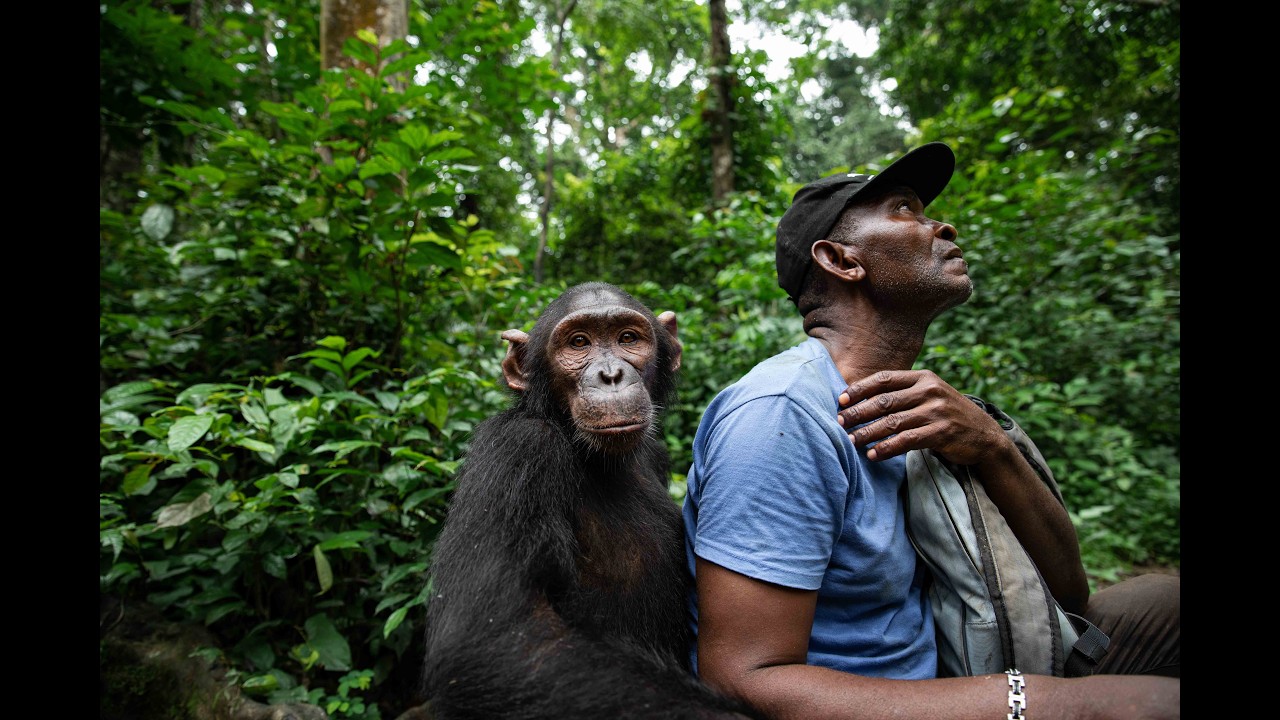Les îles aux Chimpanzés