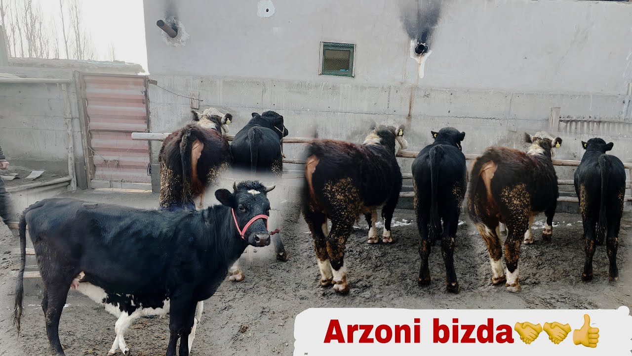 Angus grefort buqalar va onabola sigir sotiladi.